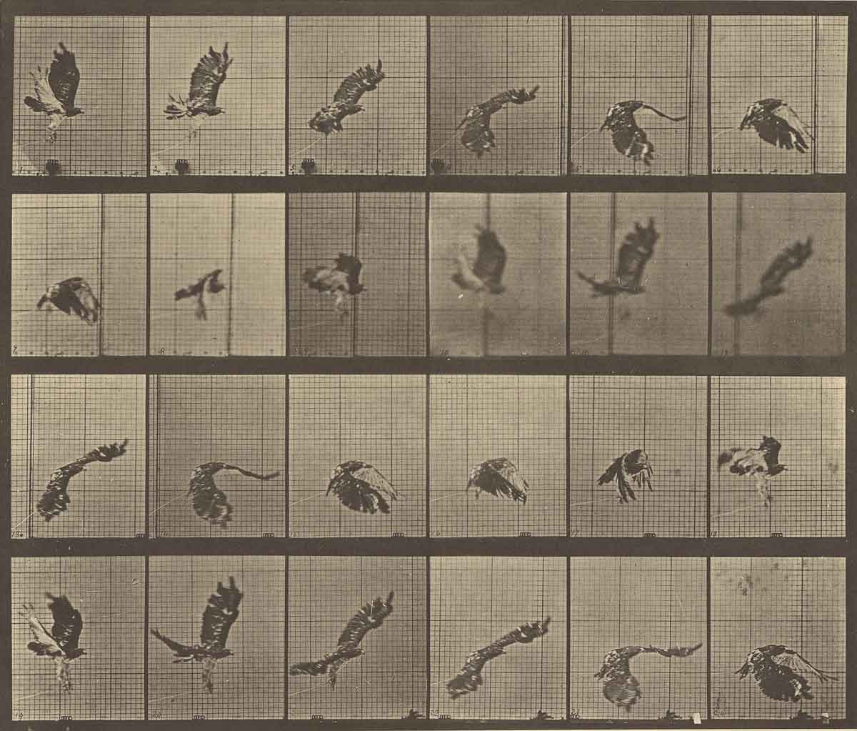 muybridge animal locomotion bird