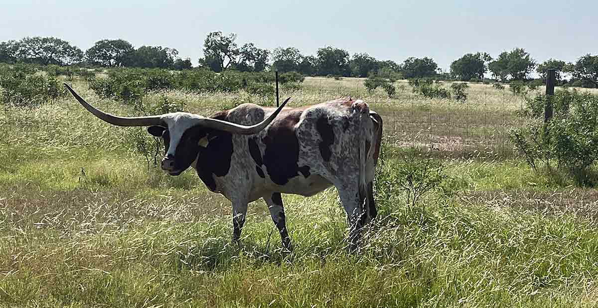 texas longhorn cow grass