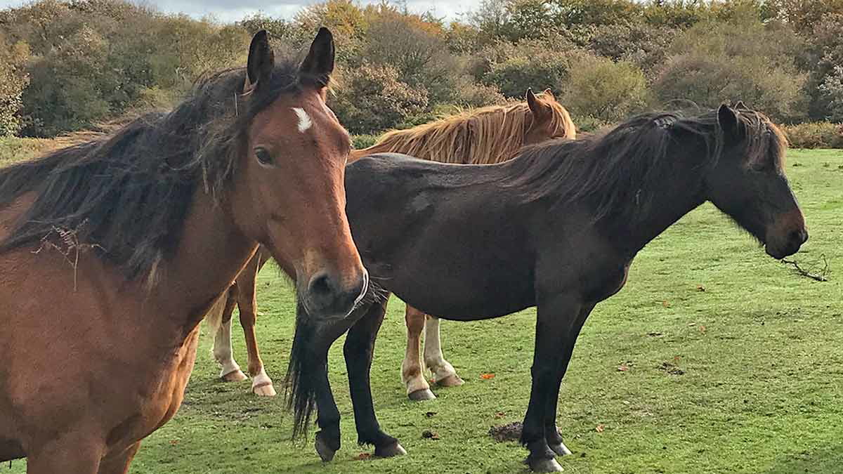 three wild horses on grass