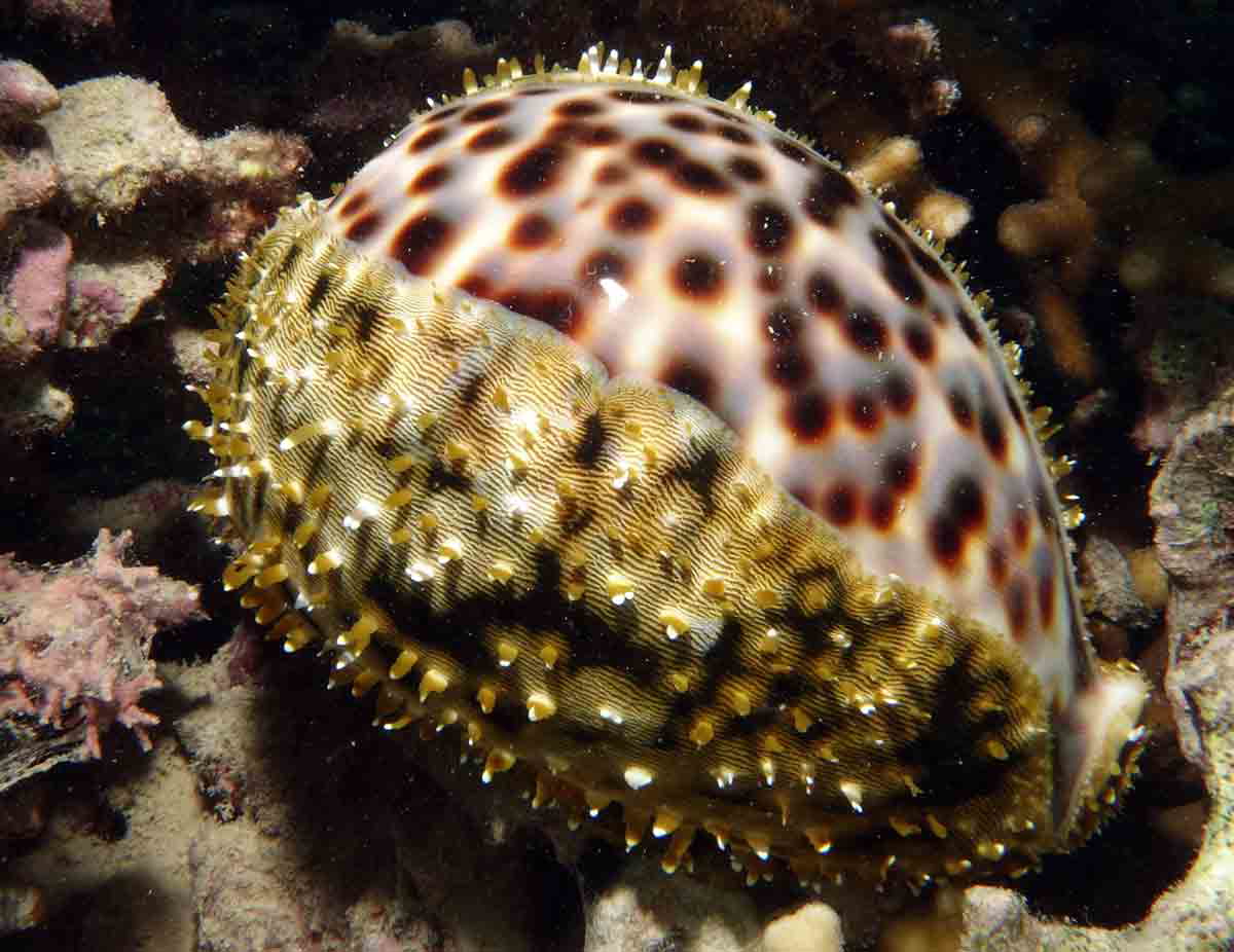 tiger cowrie photo