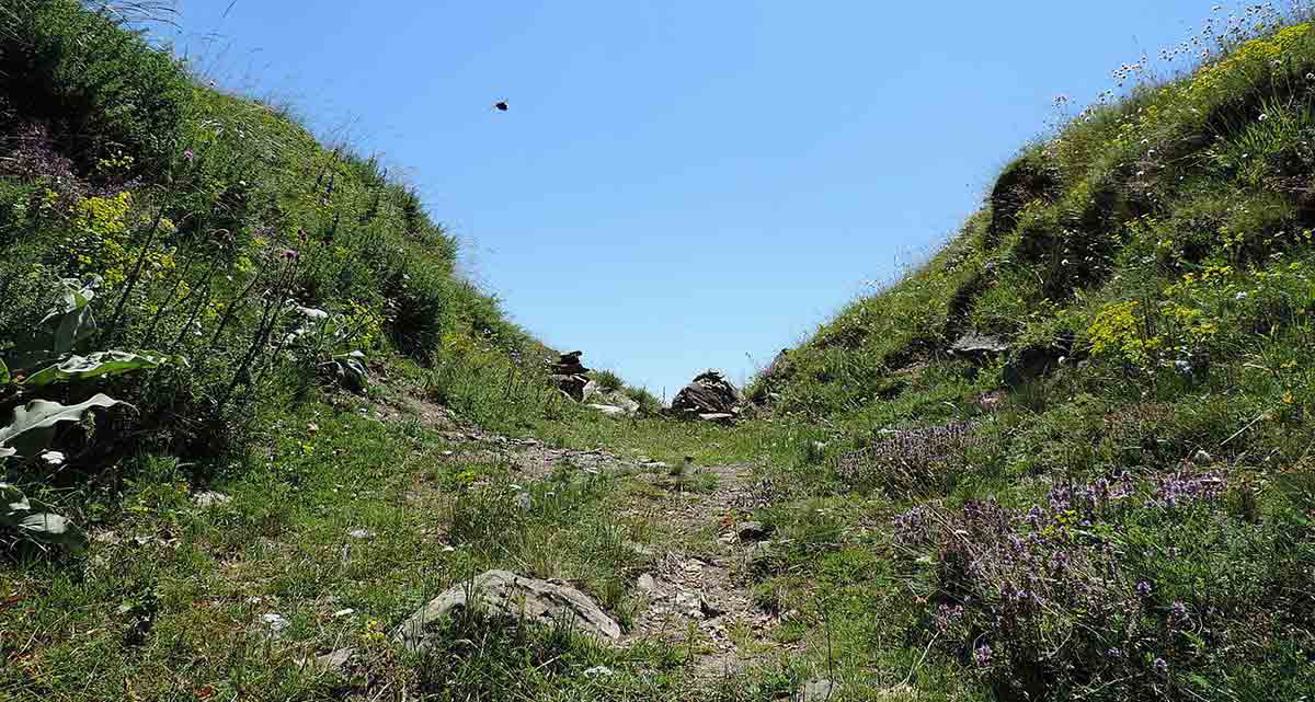 war stray dog location