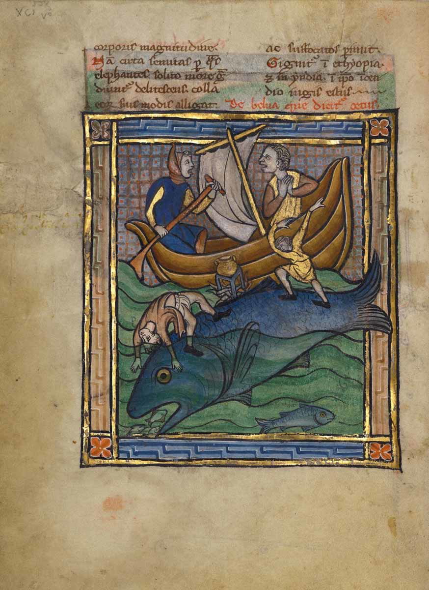 whale illustration ludwig manuscript