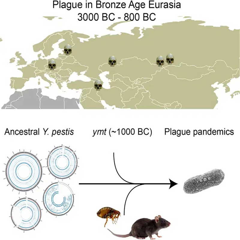 yersinia pestis genome bacterium