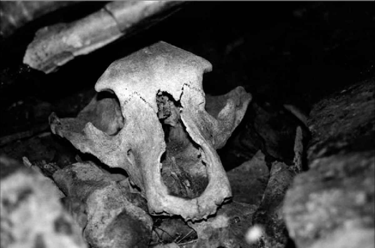 bear burial