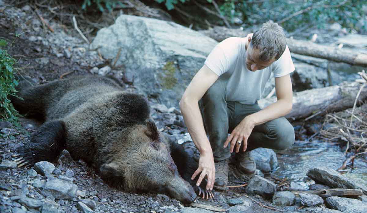 bear that attacked michele koons