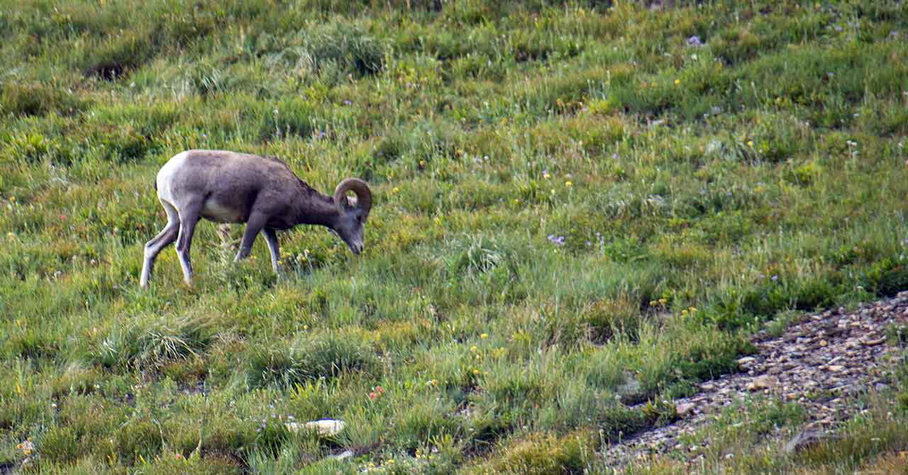 bighorn sheep in glacier