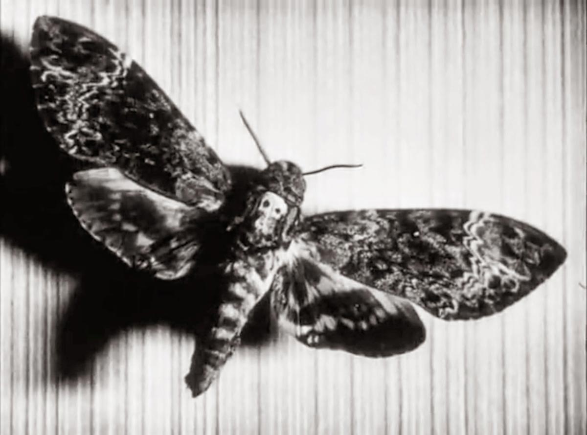 bunuel moth still