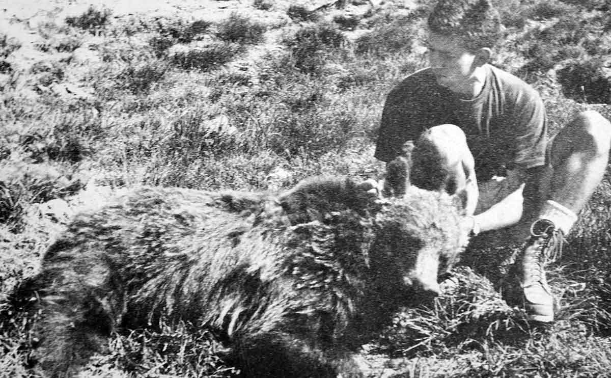 granite park bear photo