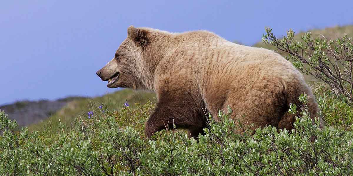 grizzly bear in bushes
