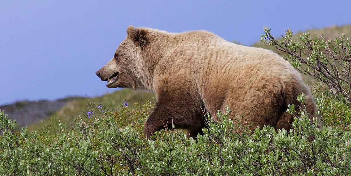 grizzly bear in bushes