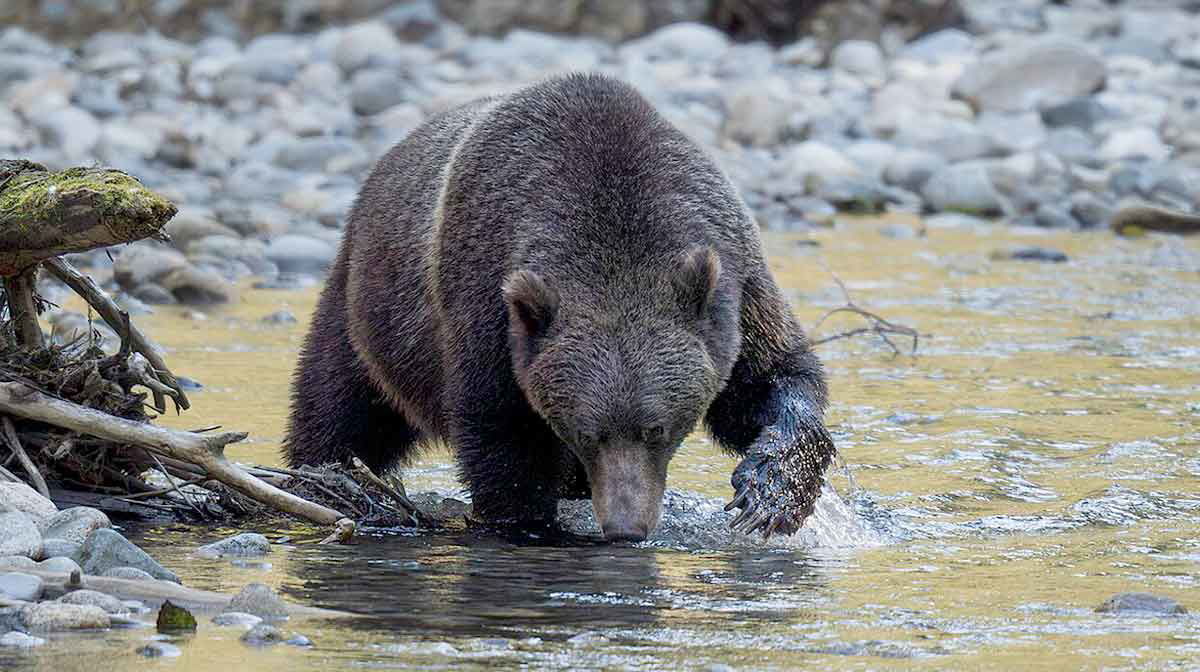 grizzly bear in rivwe