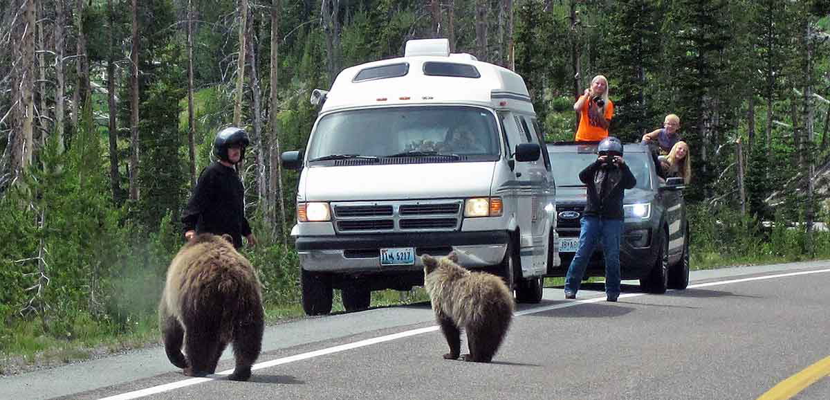 grizzly bears humans van