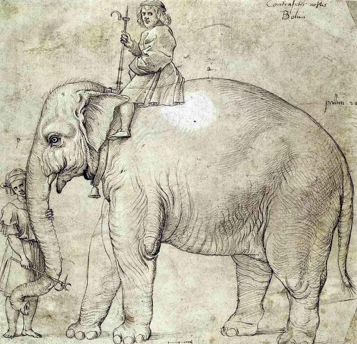 hanno the elephant leo x