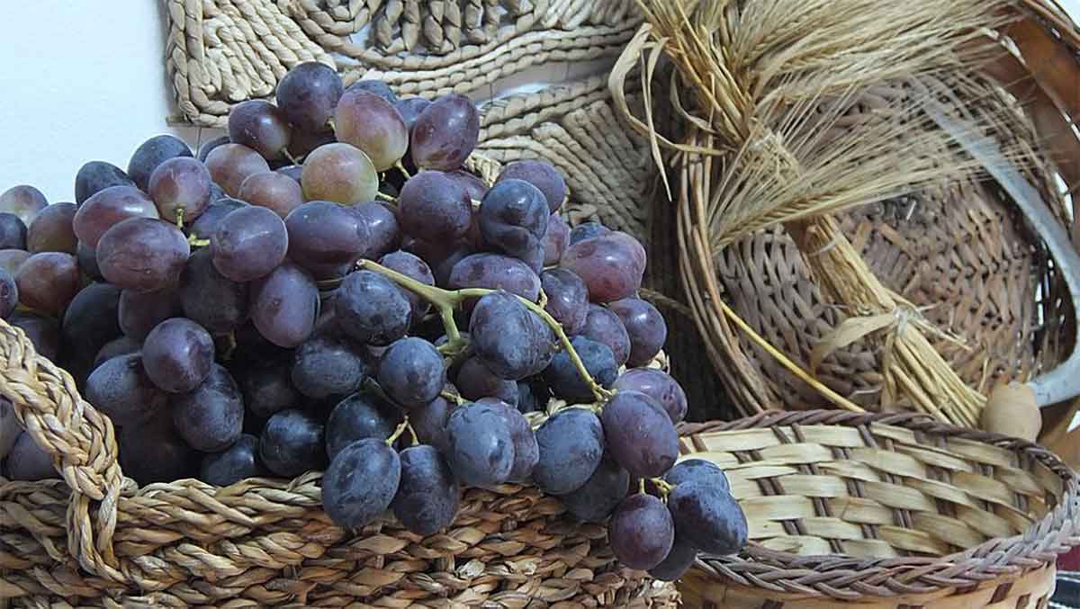 harvested grapes and barley tithes