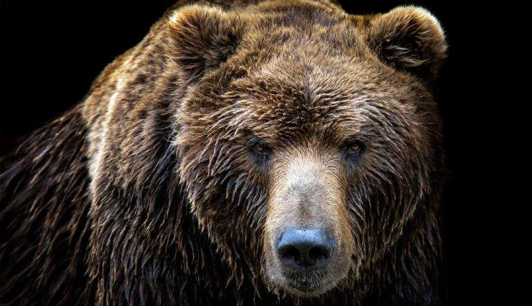 The Night Glacier Park’s “Nuisance” Became a Nightmare