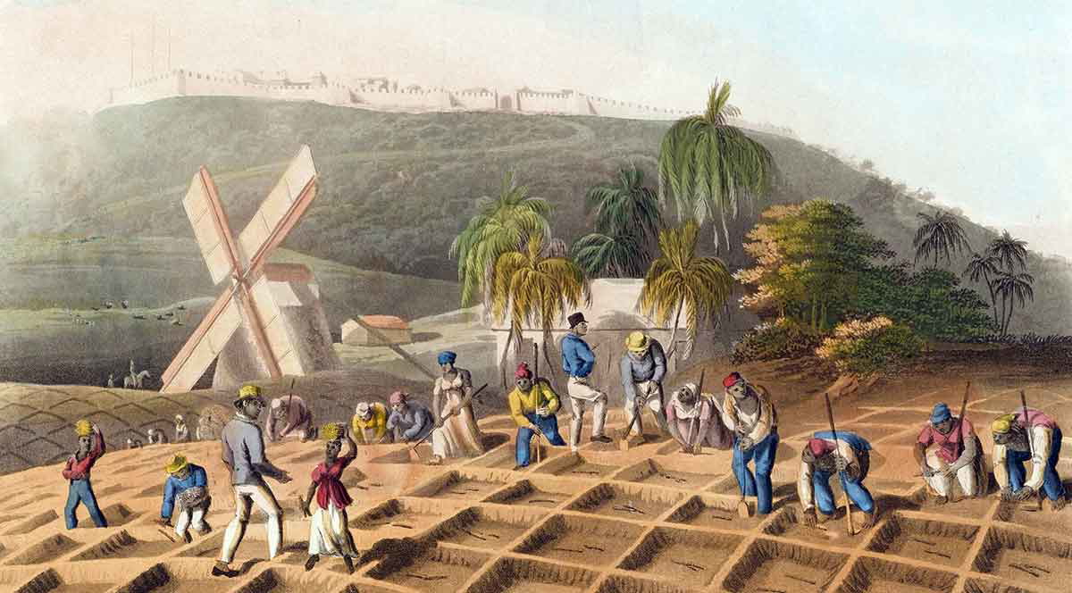 planting the sugarcane