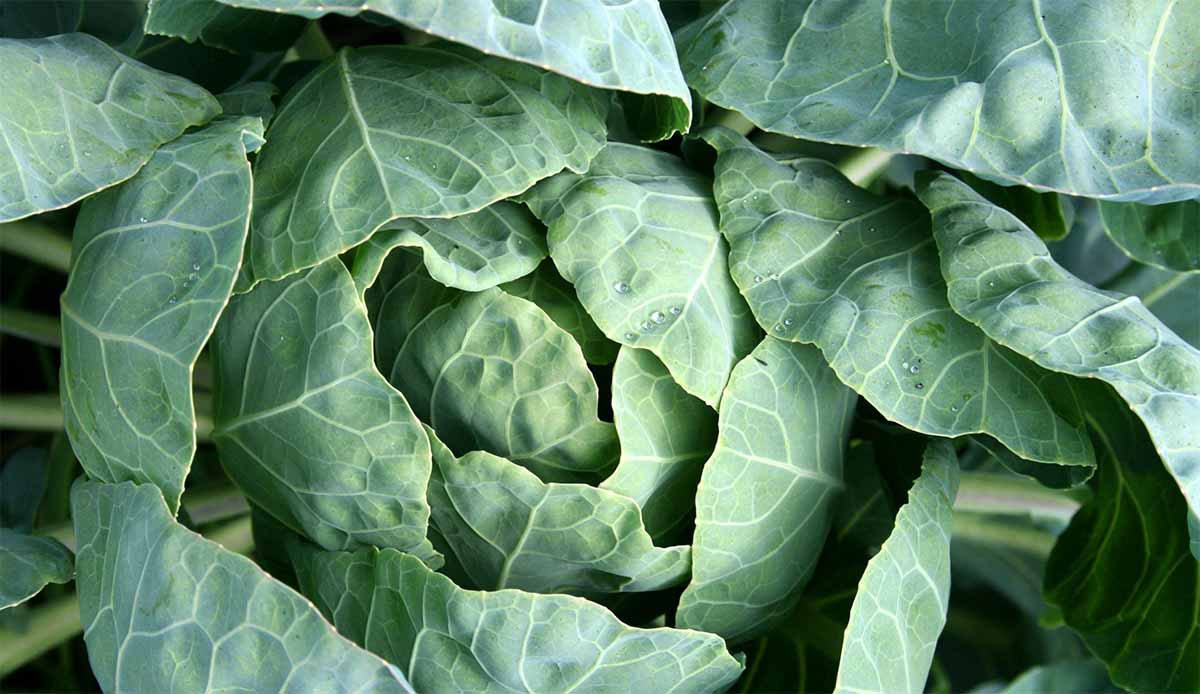 queen elizabeth ii cabbage
