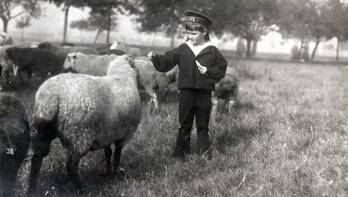 tsar nicholas alix hesse alexei sheep