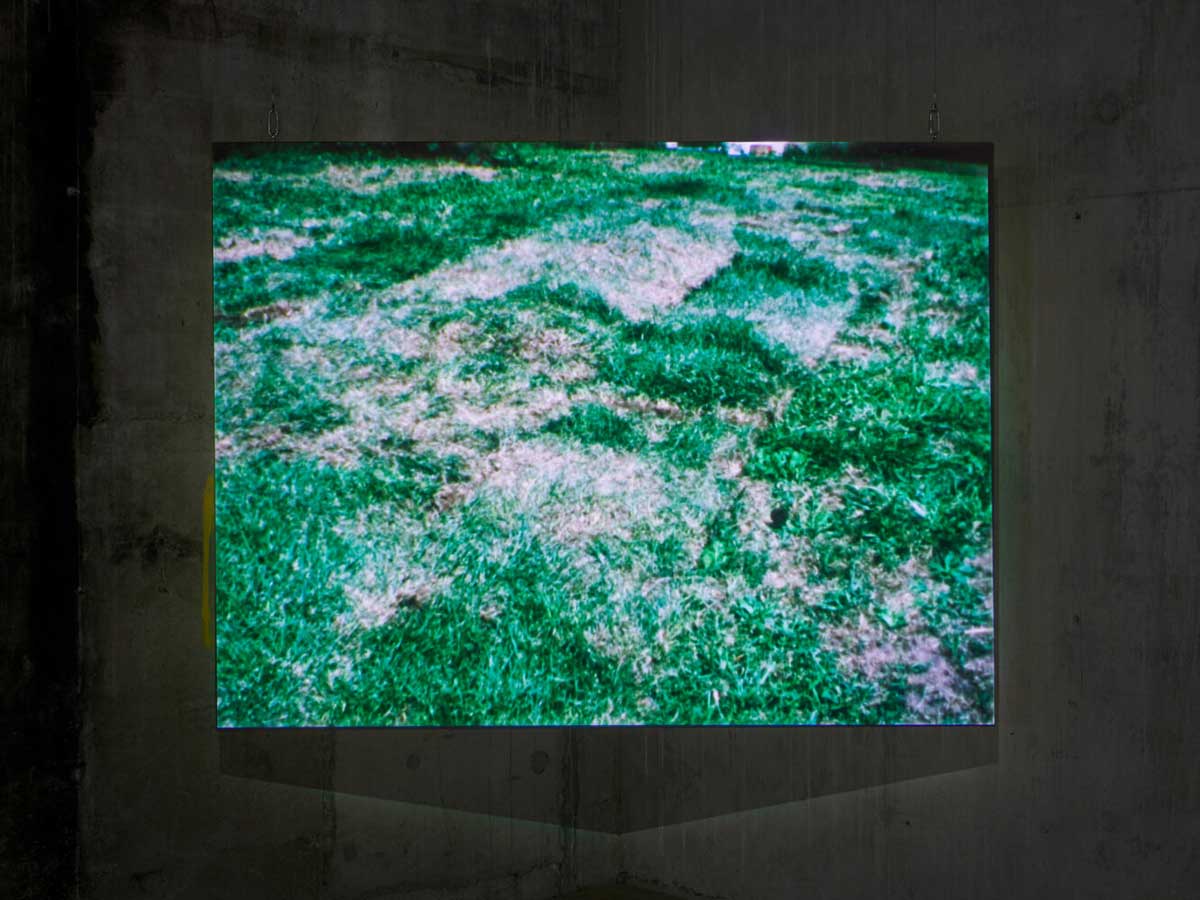 ana mendieta grass still