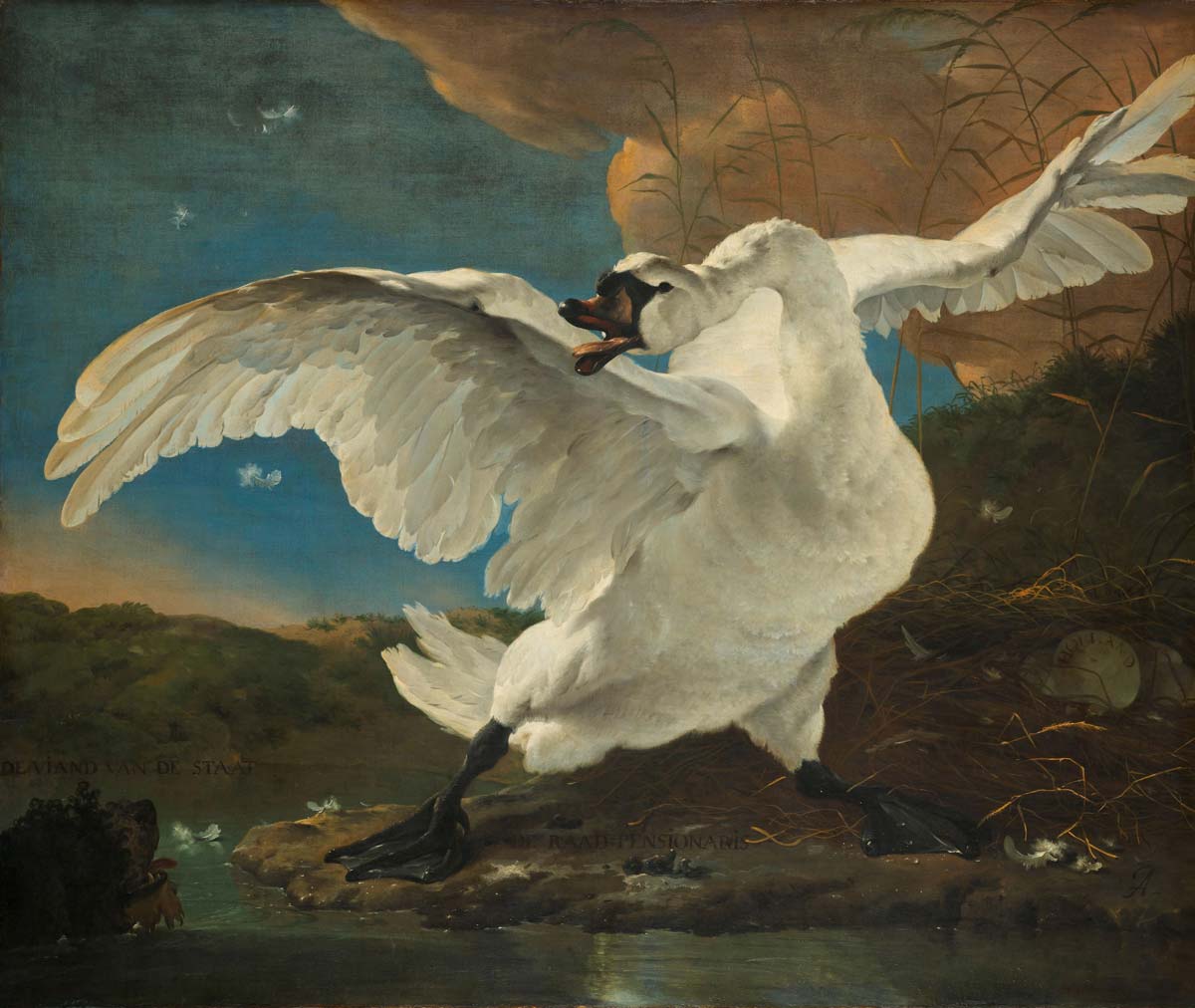 angry swan rijksmuseum