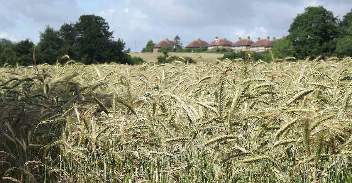 barley crop awaiting harvest