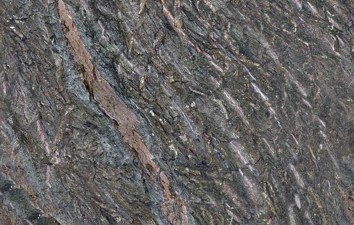 close up of willow bark