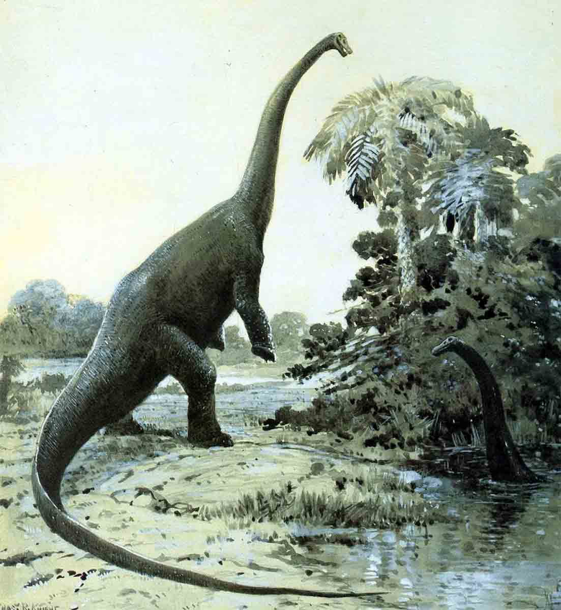 diplodocus illustration