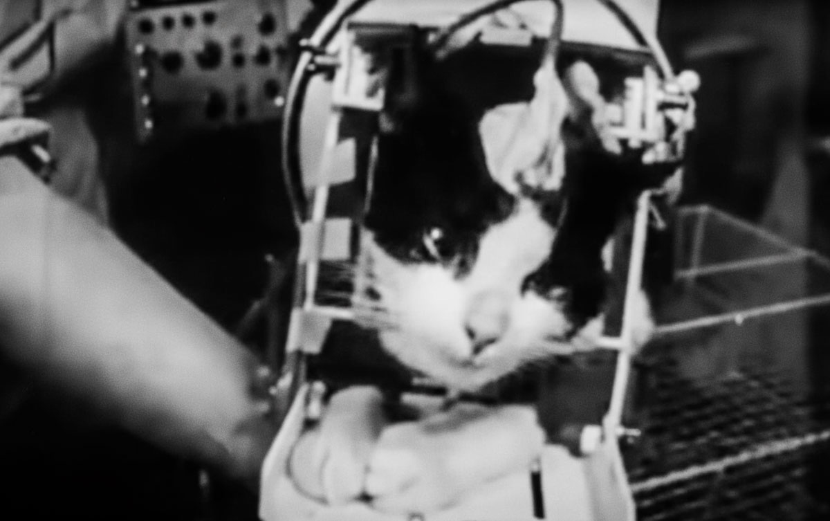 felicette cat space