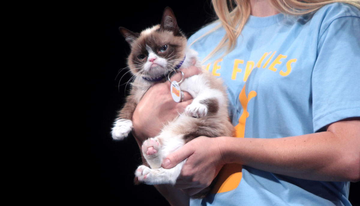 grumpy cat image