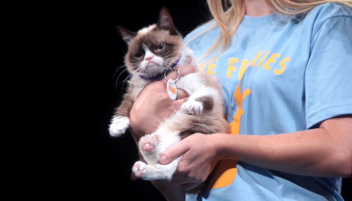 grumpy cat image