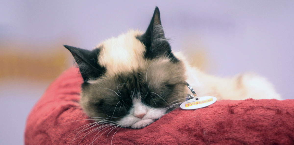grumpy cat image2