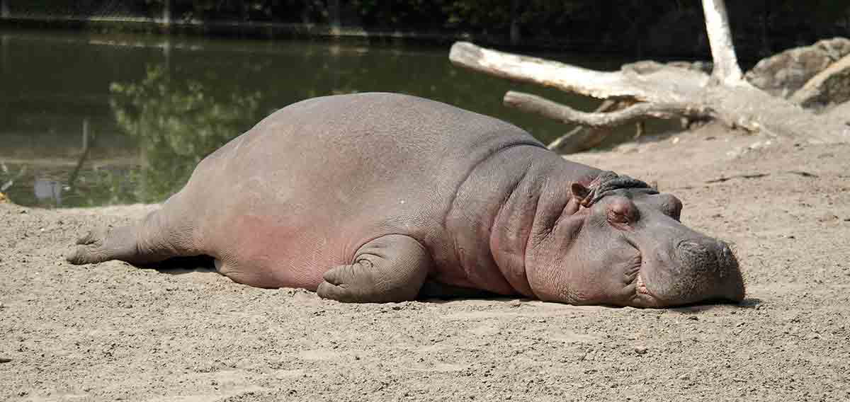 hippopotamus behemoth