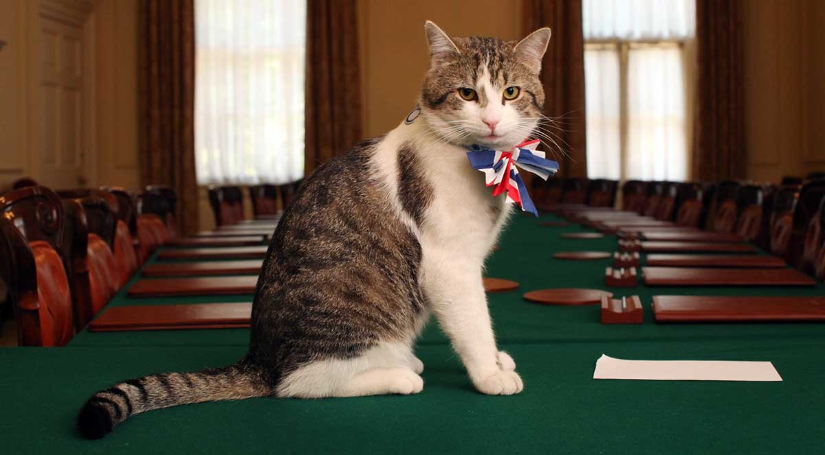 larry chief mouser