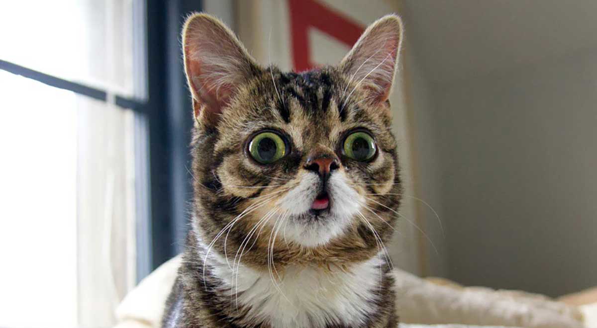 lil bub pic