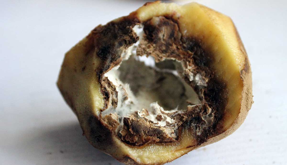 phytopathora infestans infected tuber