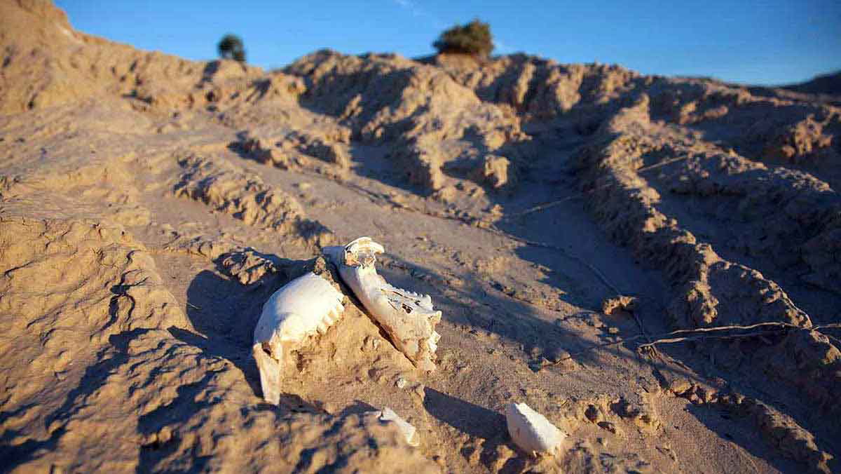 remains lake mungo man