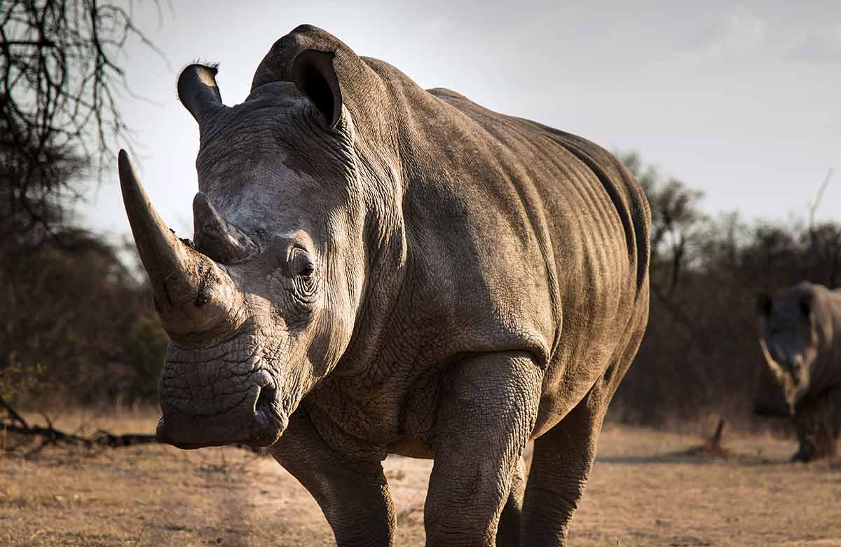 rhino photo