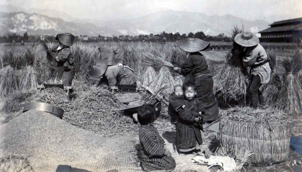 rice harvest japan