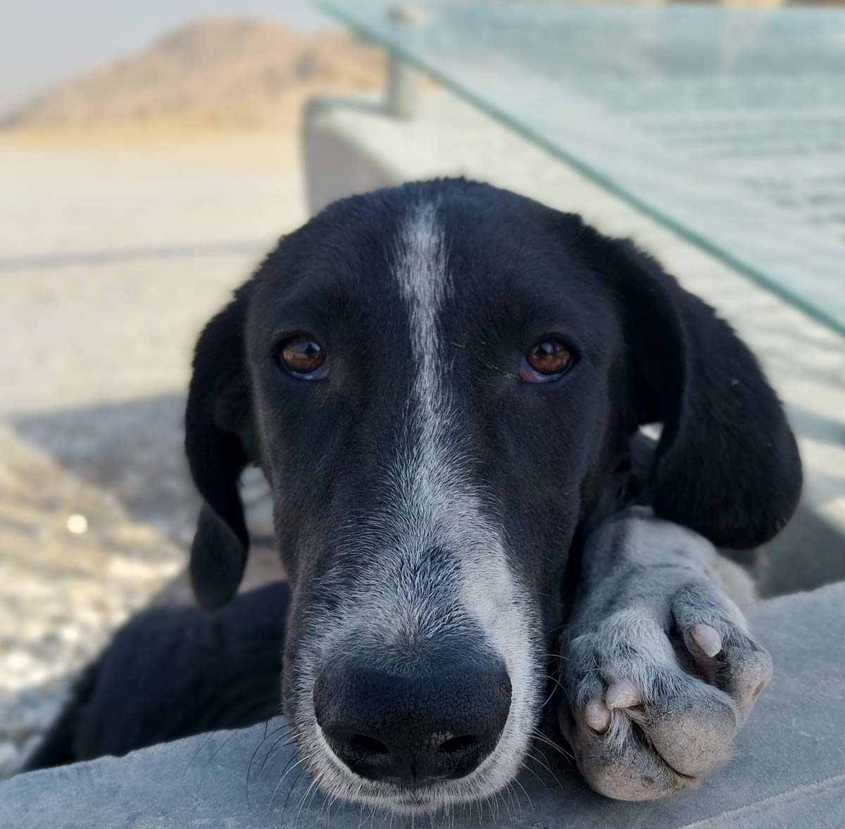 strays persepolis iran