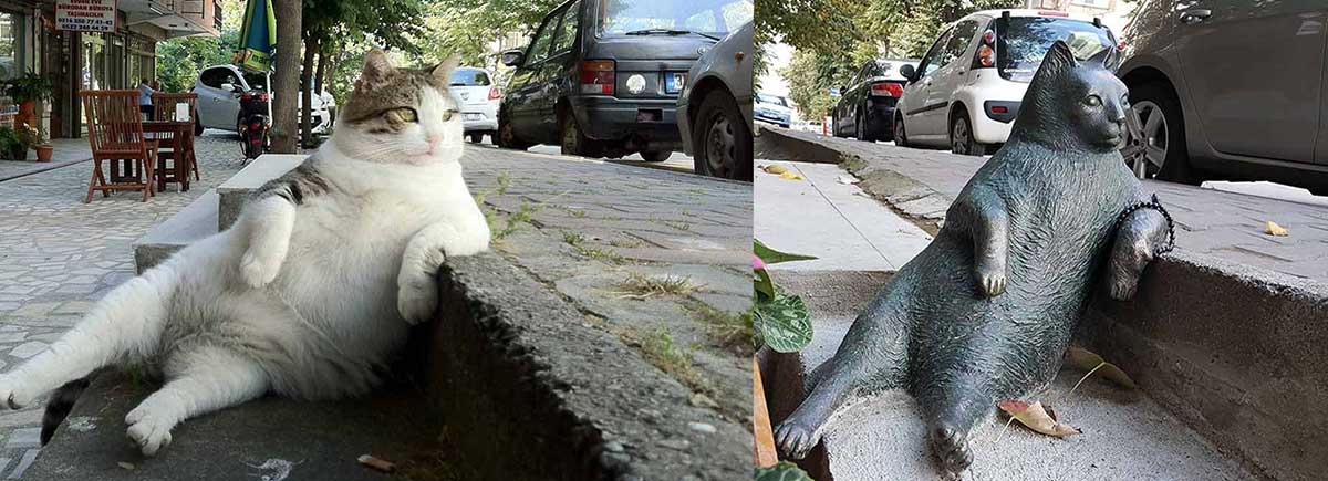 tombili street cat