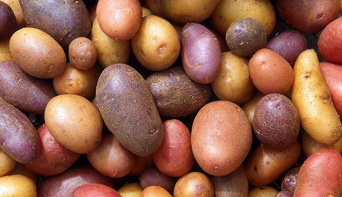 variety of potato types