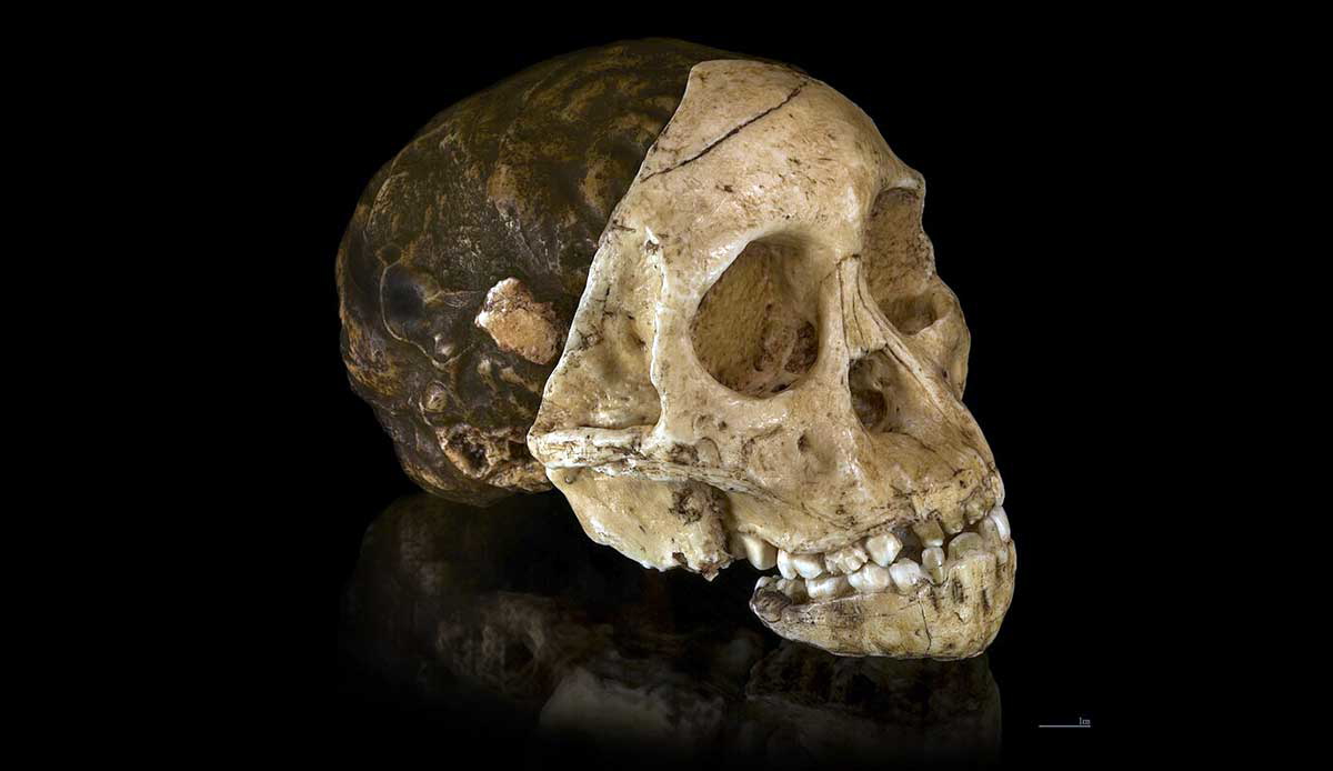 Australopithecus africanus Cast taung child