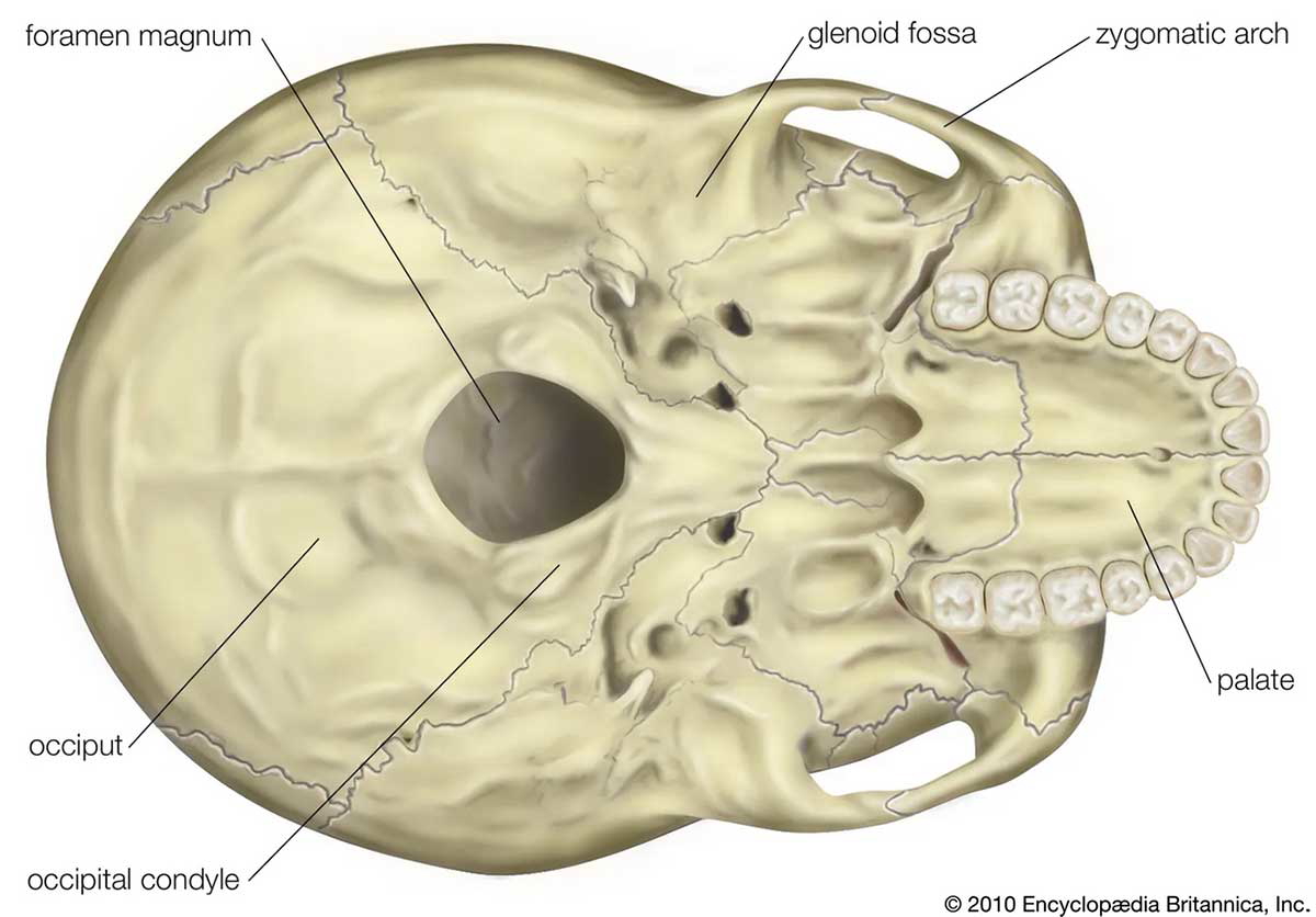 Foramen magnum