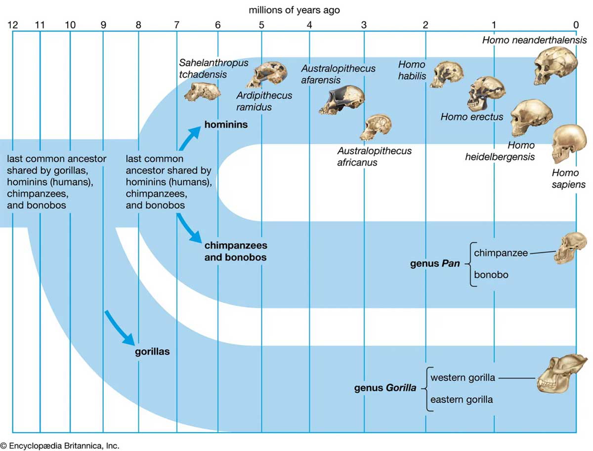 Human Evolution Tree