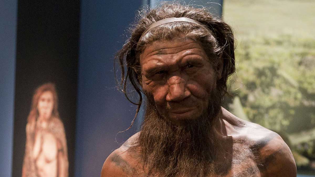 Neanderthal Model NHM