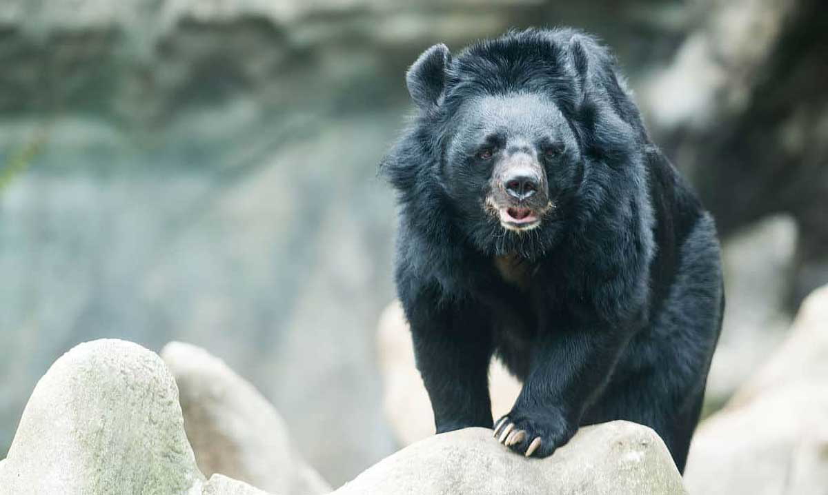 asiatic black bear