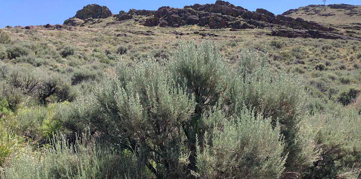 big sagebrush nevada