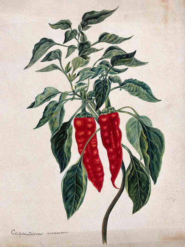 chilli pepper plant capsicum annuum