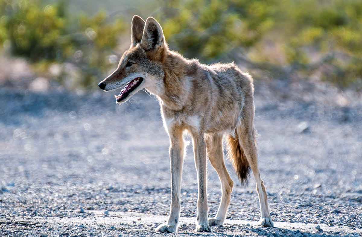 coyote