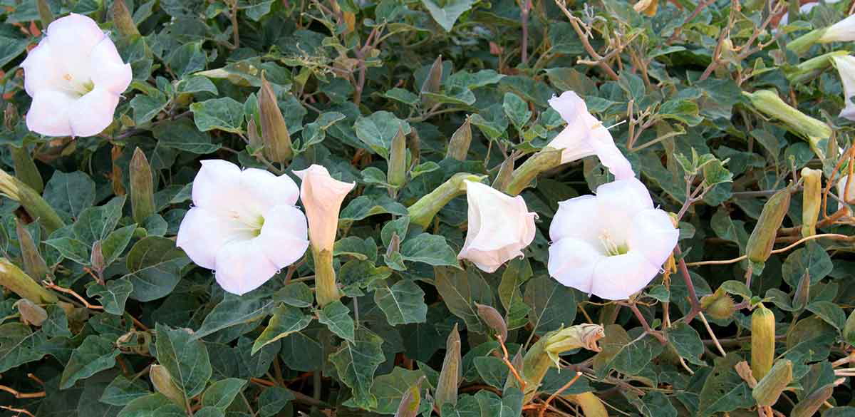 datura plant